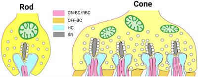 Light-dependent changes in the outer plexiform layer of the mouse retina